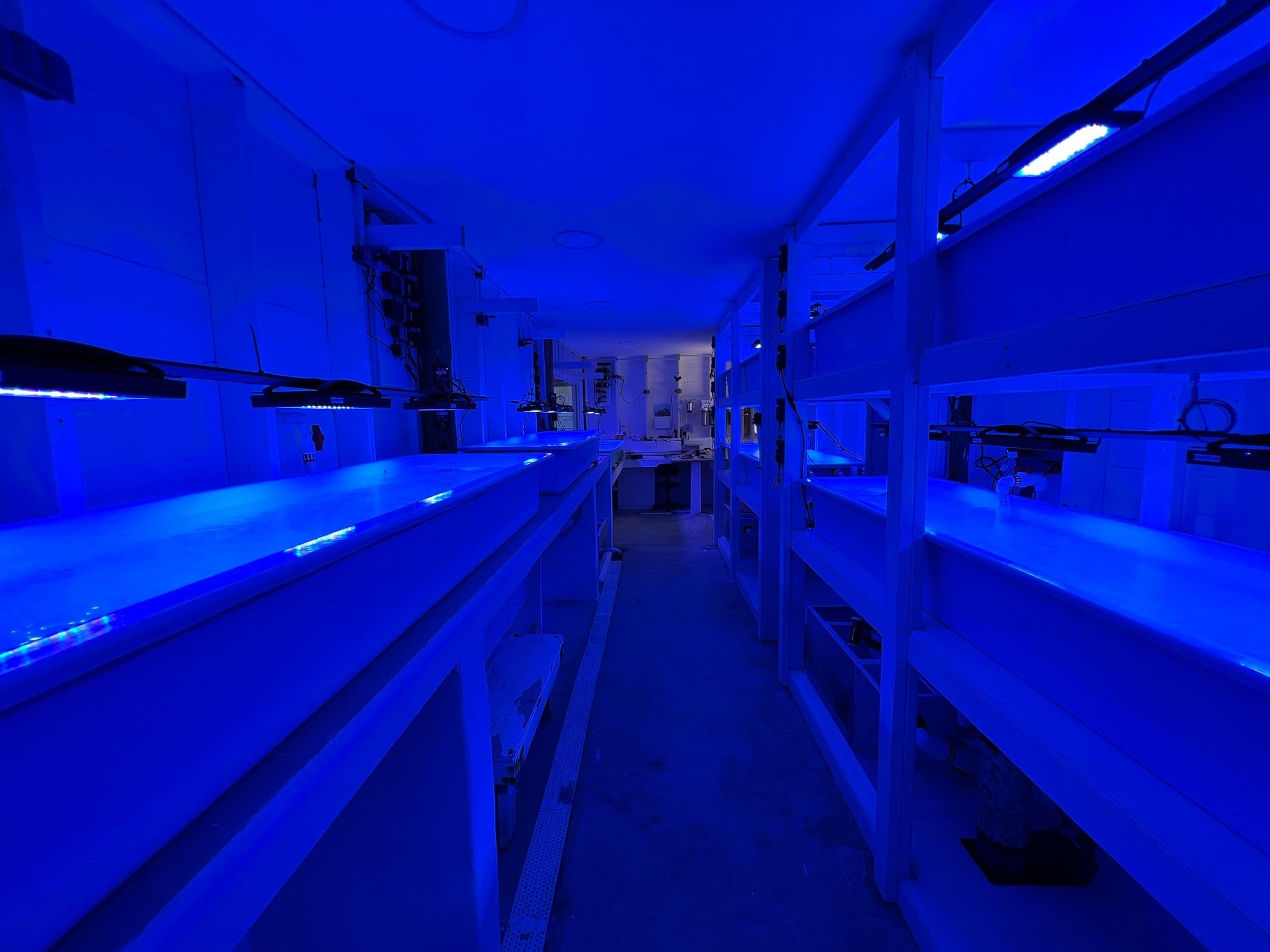 Coral grow-out systems at Centro de Innovación Marino