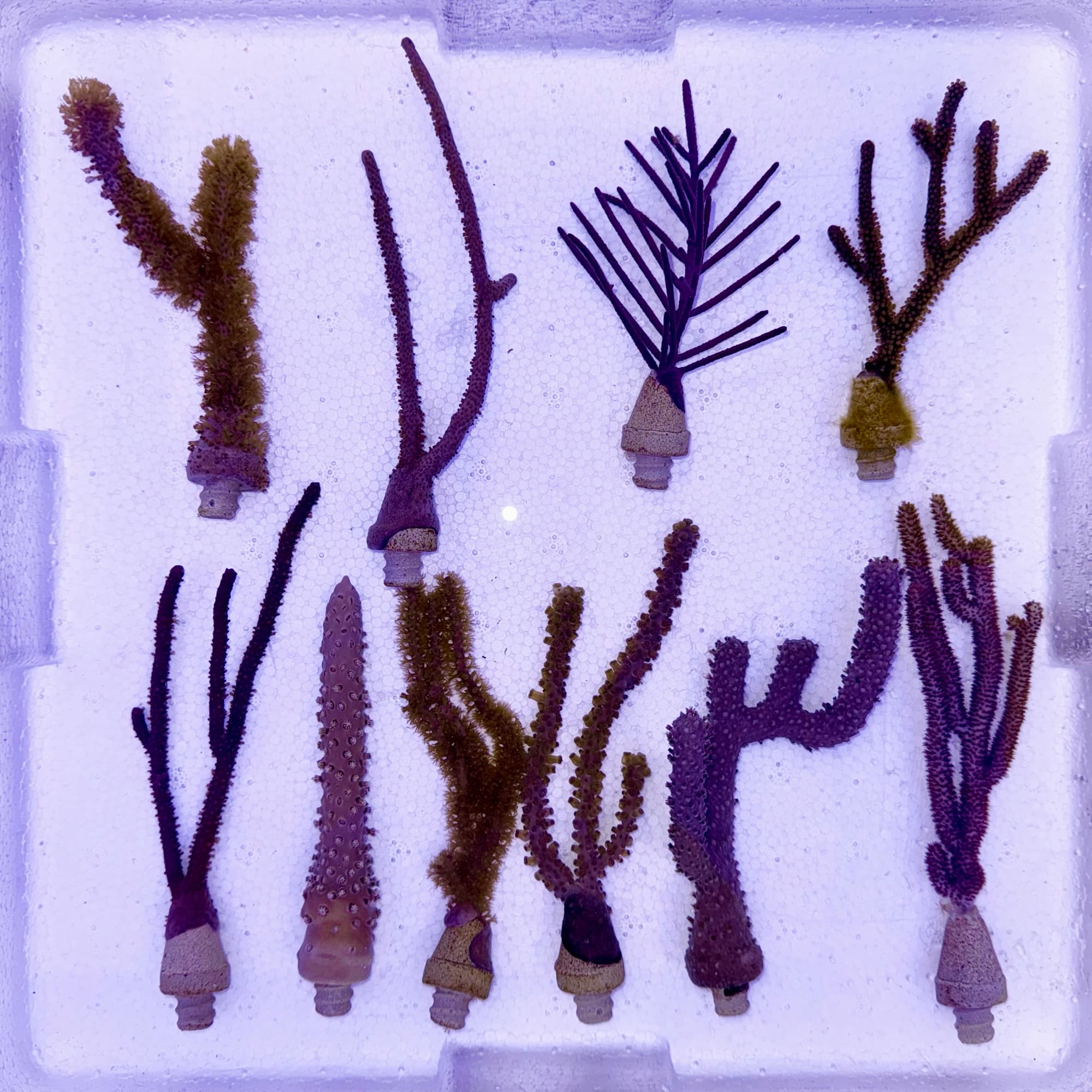 Healthy coral fragments grown in the Native Coral Lab, ready for out-planting