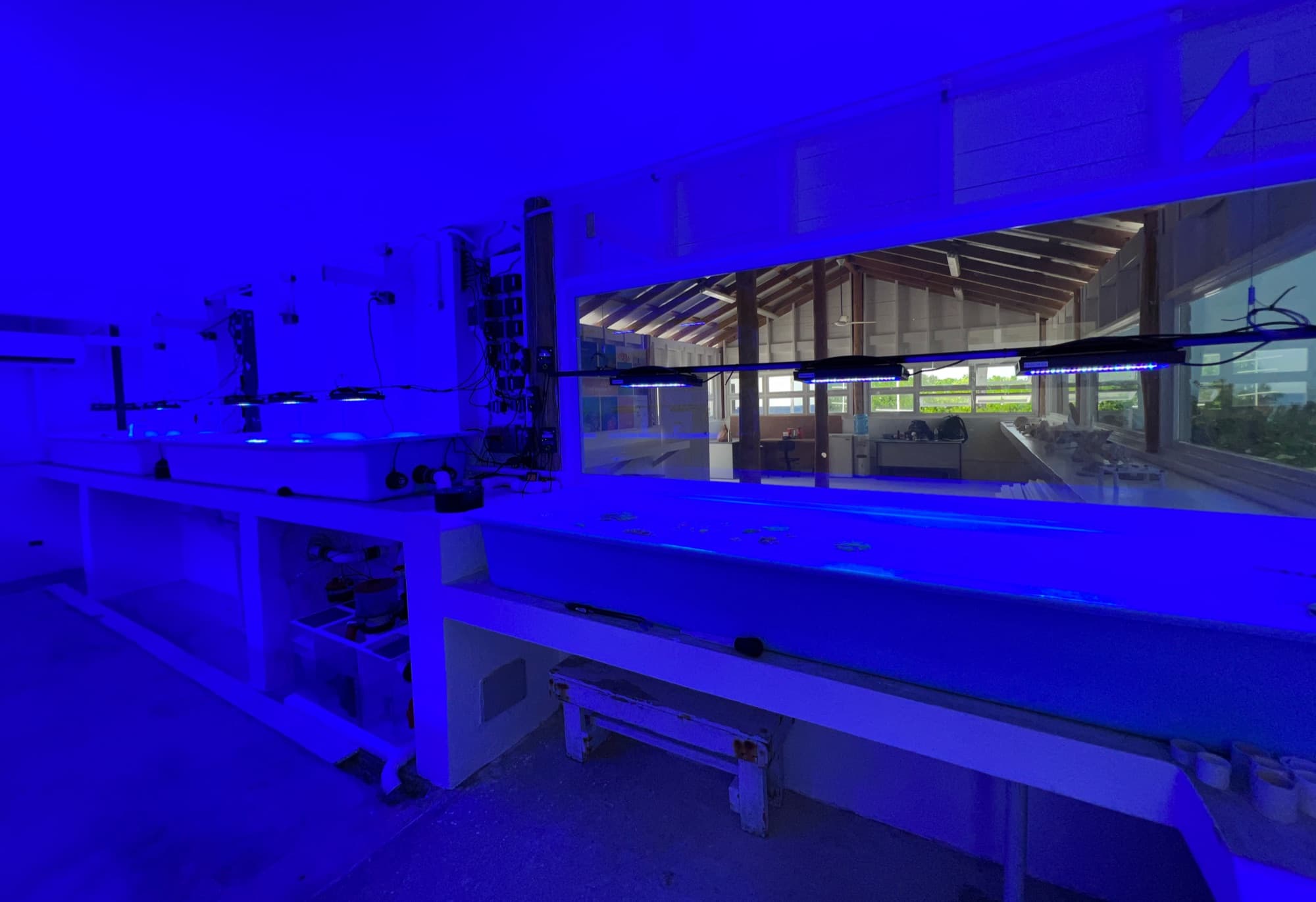 Coral Growth Solutions aquaculture facility under blue grow lighting