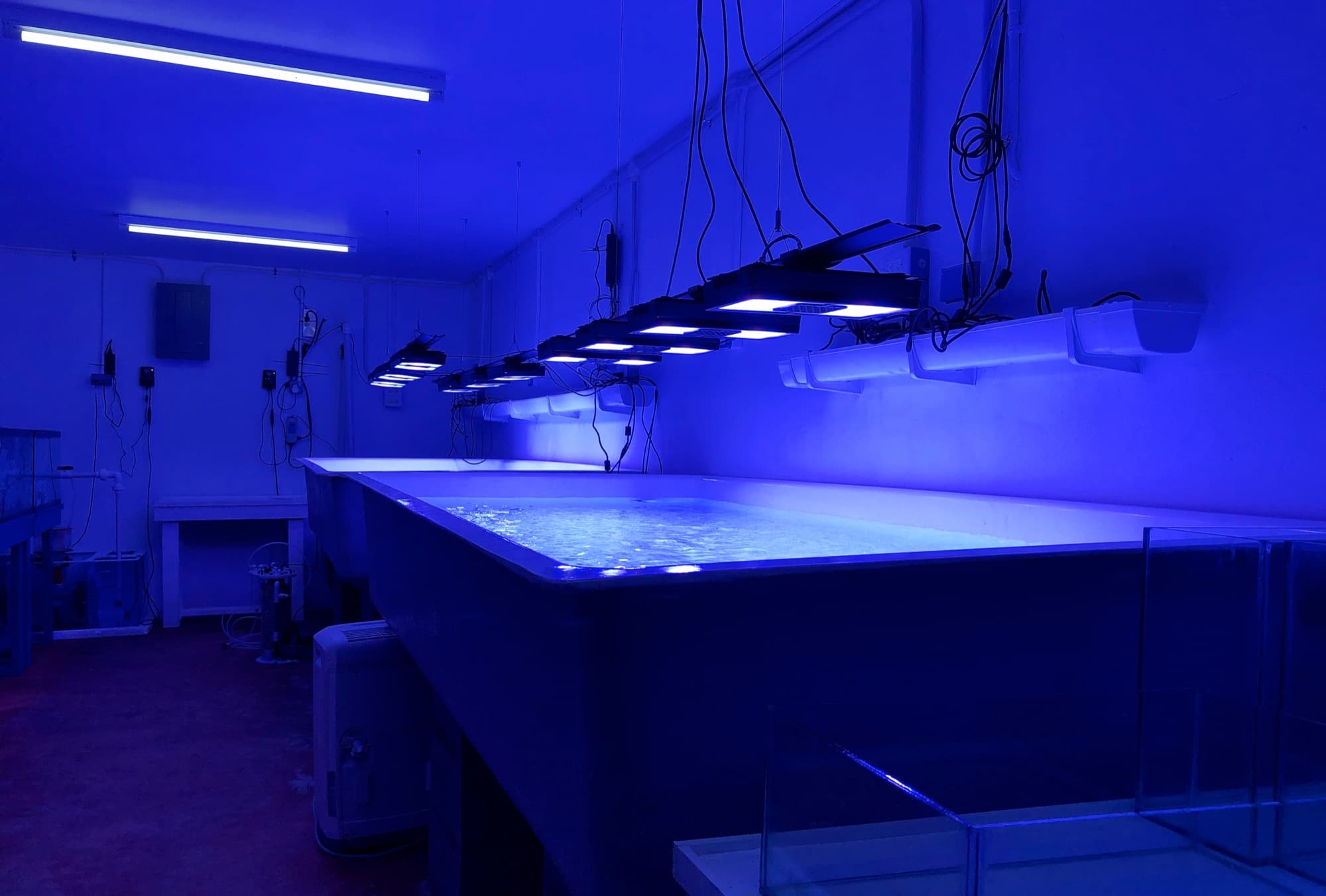 Coral grow tanks at the Alligator Head Foundation