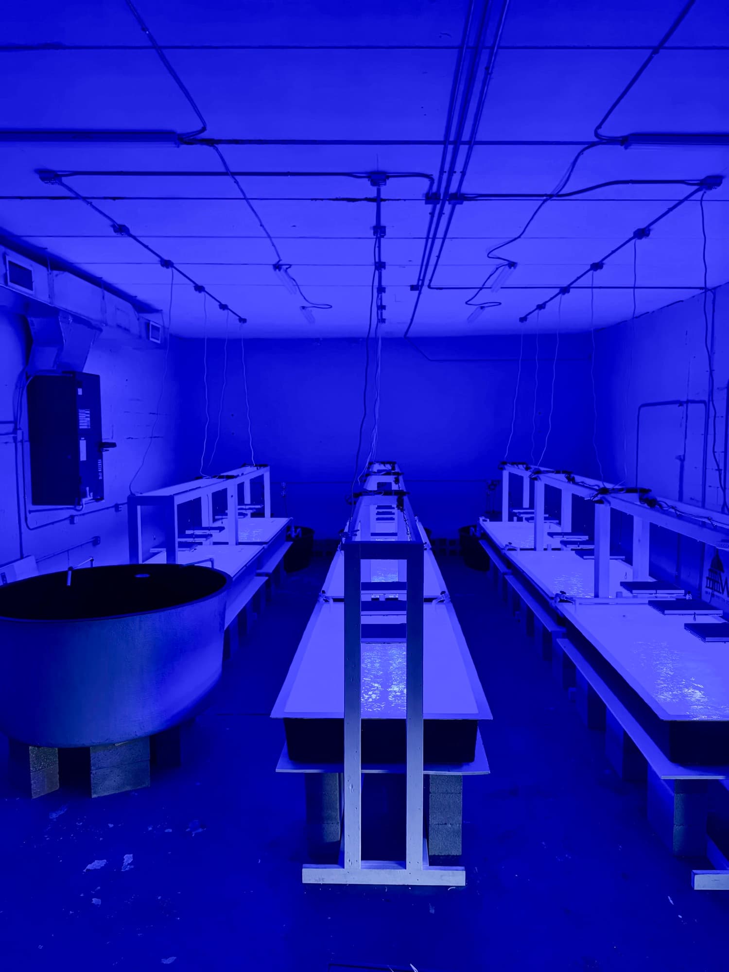 Native Coral Lab in Miami
