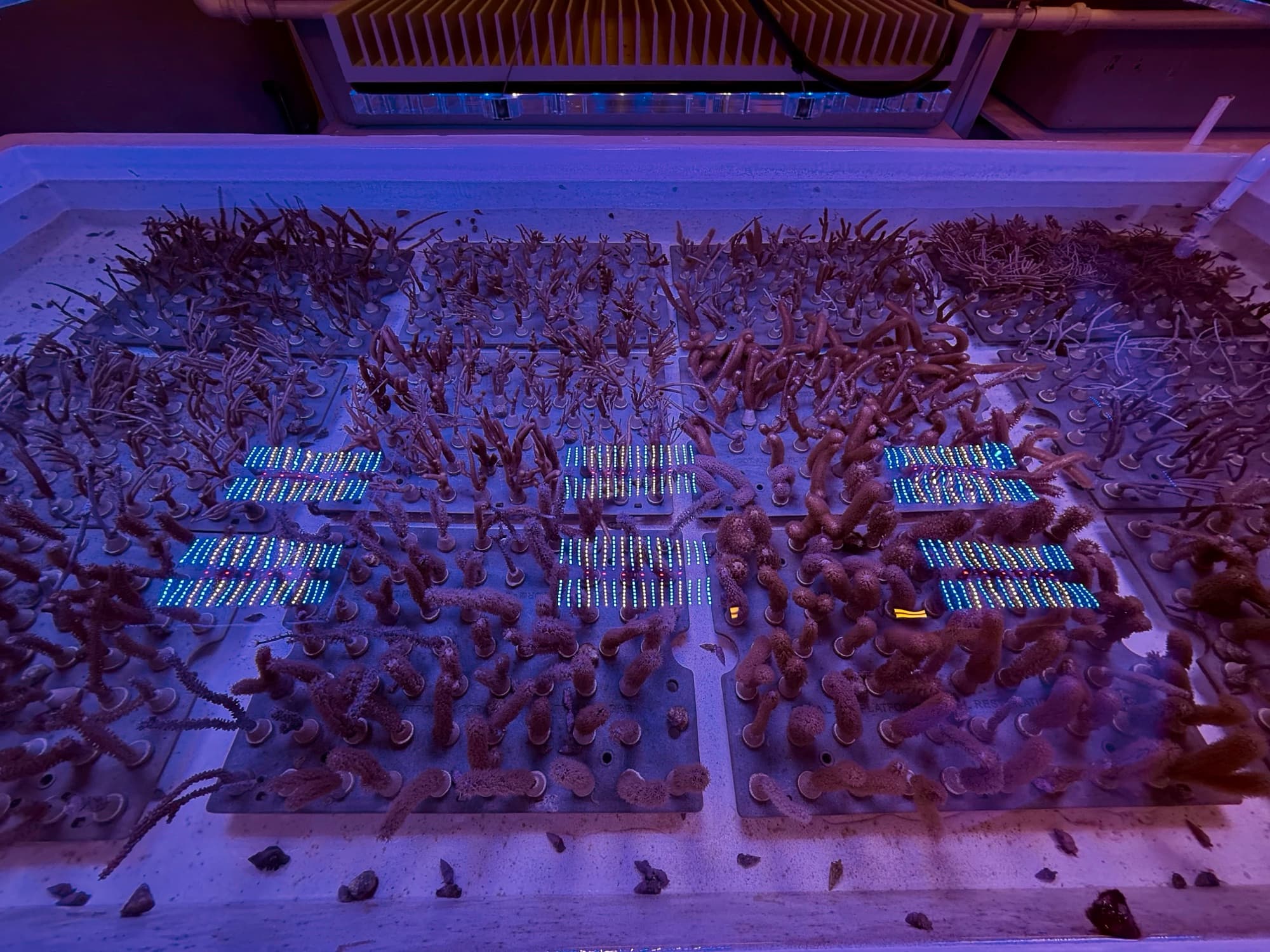 Corals grown in the lab, destined for re-planting onto a living reef