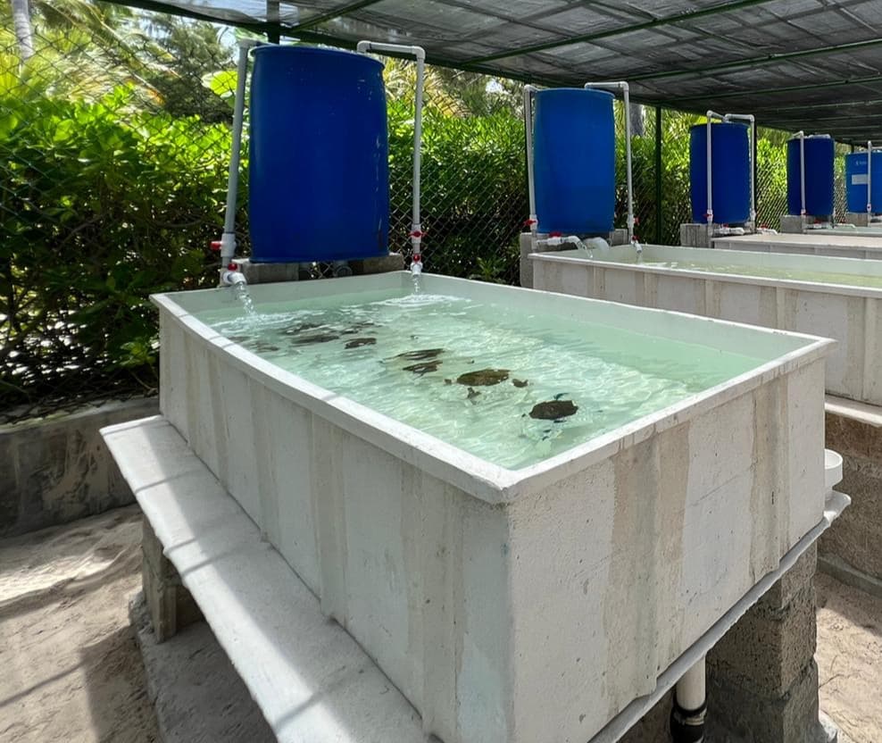 Fiberglass tub containing Caribbean corals in an outdoor greenhouse