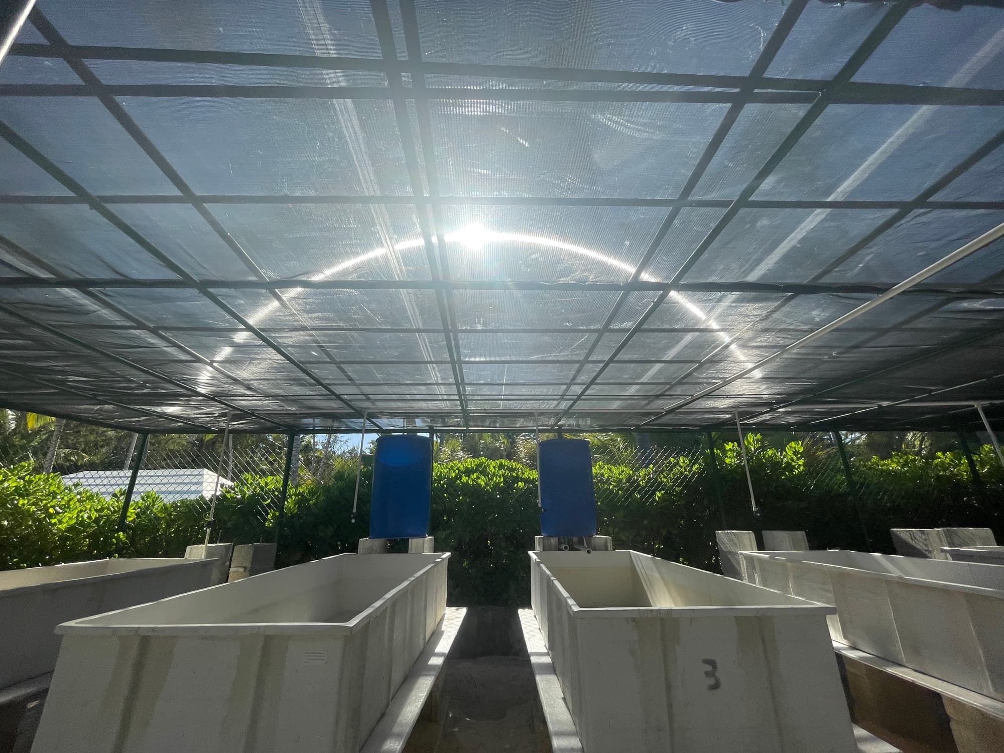 Ultraviolet-rated shade cloth over an outdoor coral greenhouse